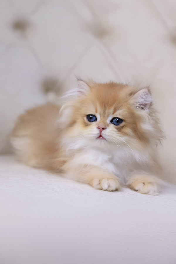 Quantum | British Longhair Kitten