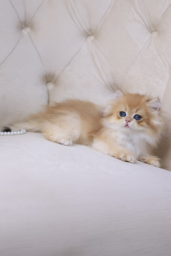Quantum | British Longhair Kitten