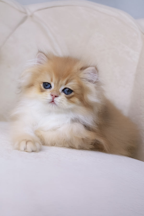 Quantum | British Longhair Kitten