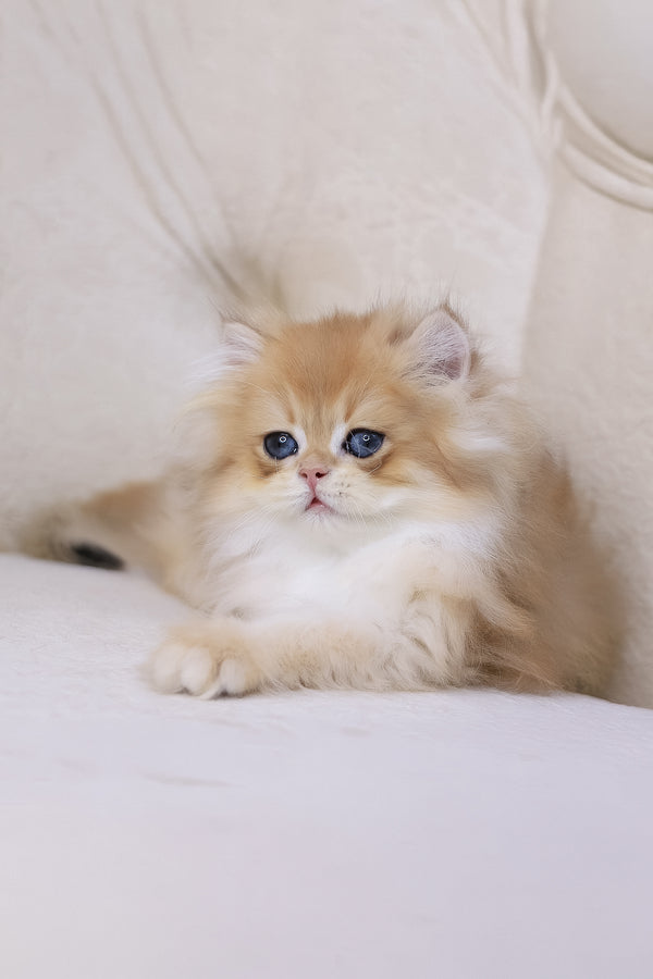Quantum | British Longhair Kitten