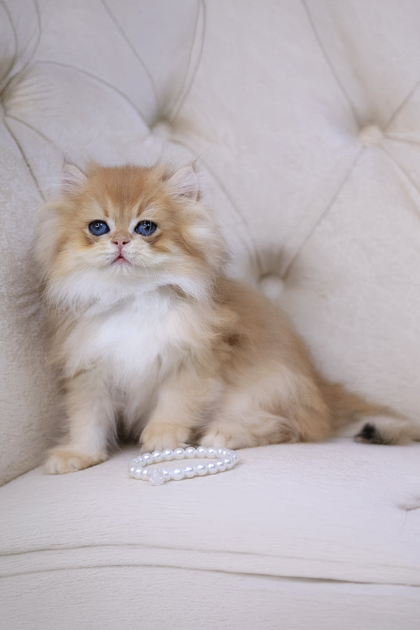 Quantum | British Longhair Kitten
