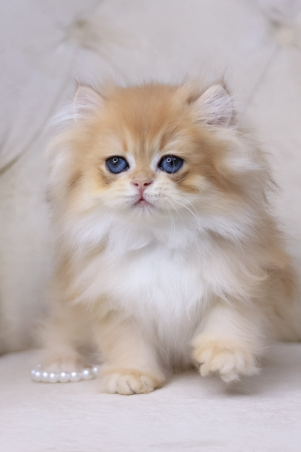 Quantum | British Longhair Kitten