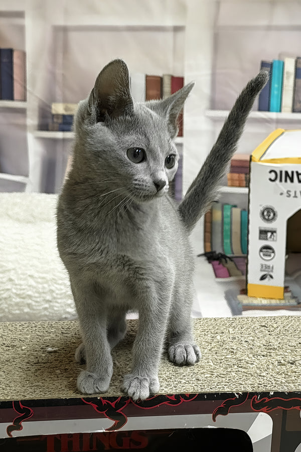 Queen | Russian Blue Kitten