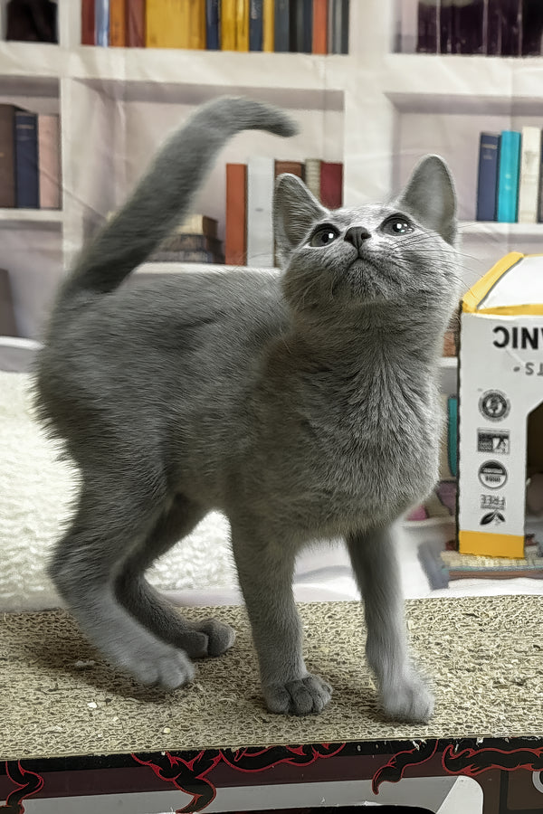 Queen | Russian Blue Kitten