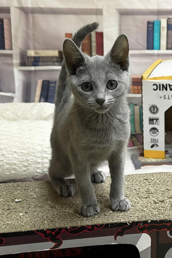 Queen | Russian Blue Kitten
