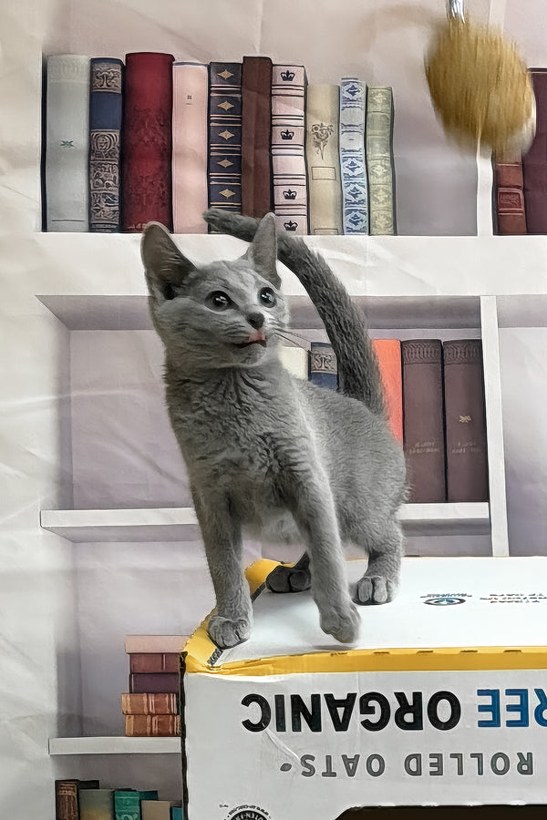 Queen | Russian Blue Kitten