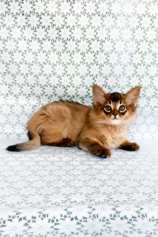 Quick | Somali Kitten