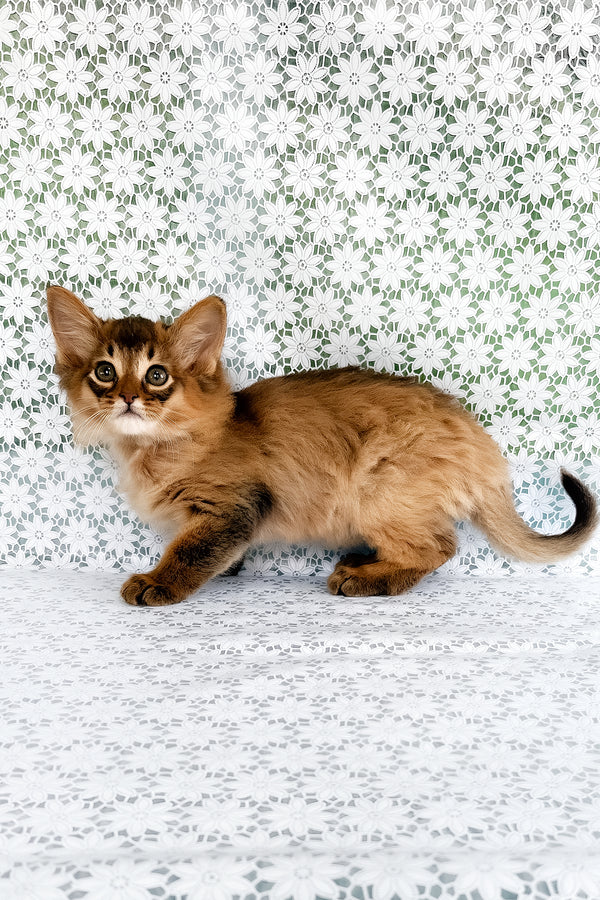 Quick | Somali Kitten