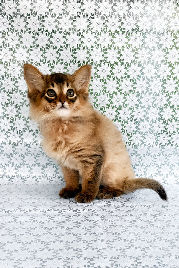 Quick | Somali Kitten