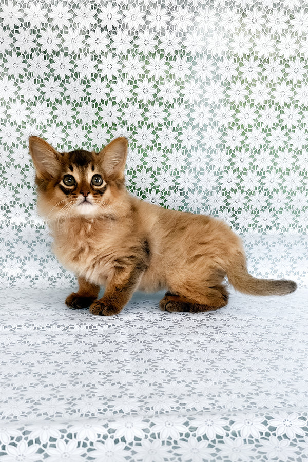 Quick | Somali Kitten