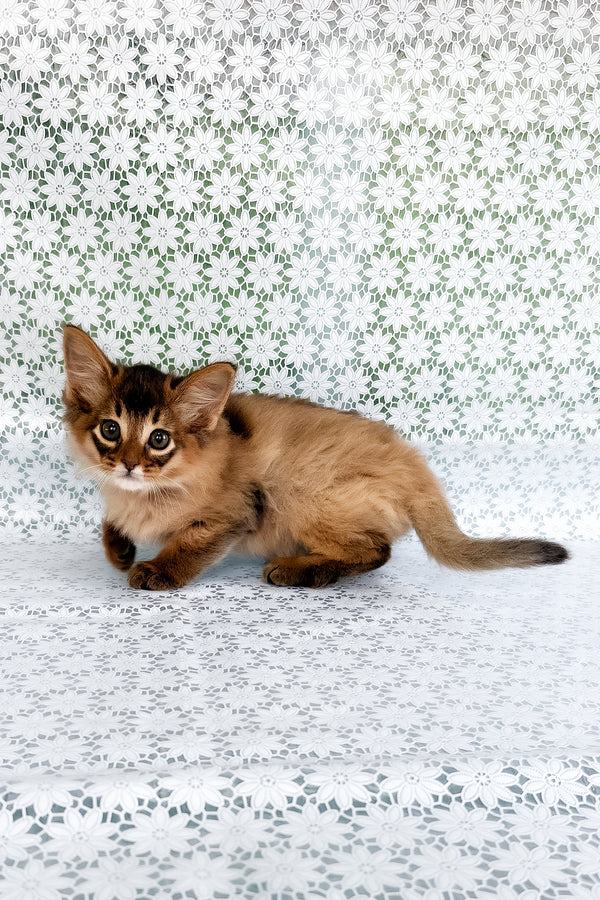 Quick | Somali Kitten