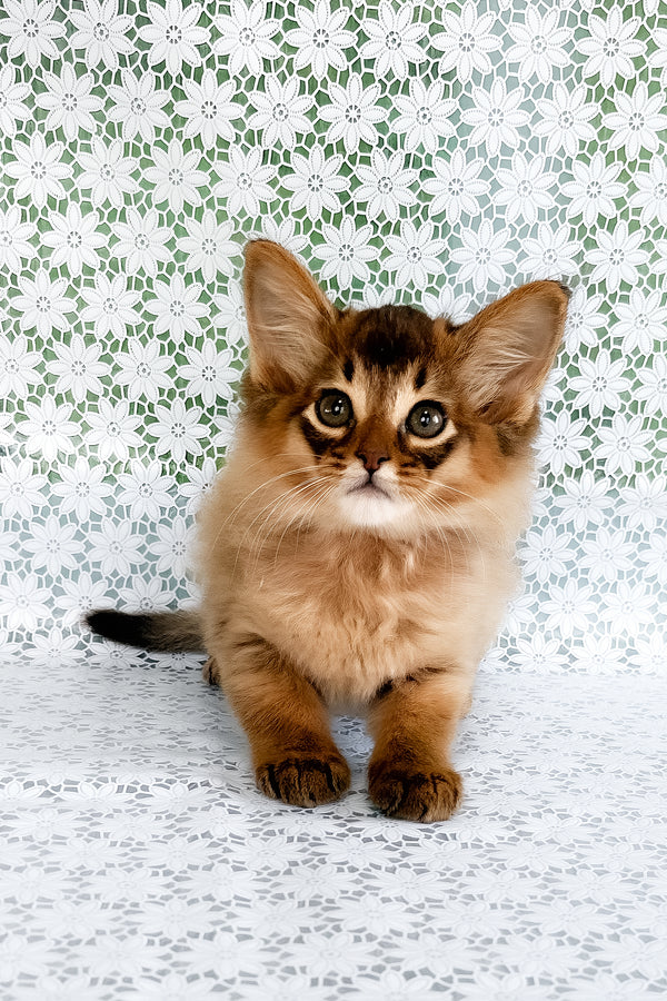 Quick | Somali Kitten