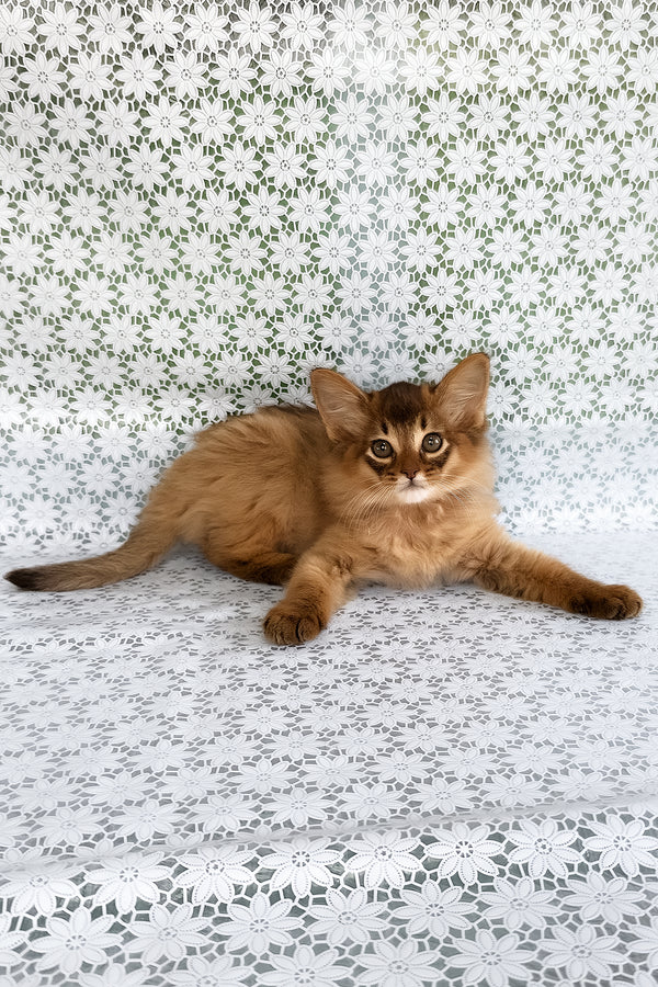 Quick | Somali Kitten