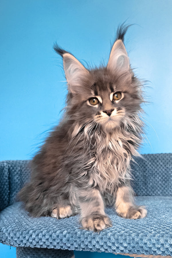 Rais | Maine Coon Kitten