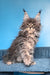 Rais | Maine Coon Kitten
