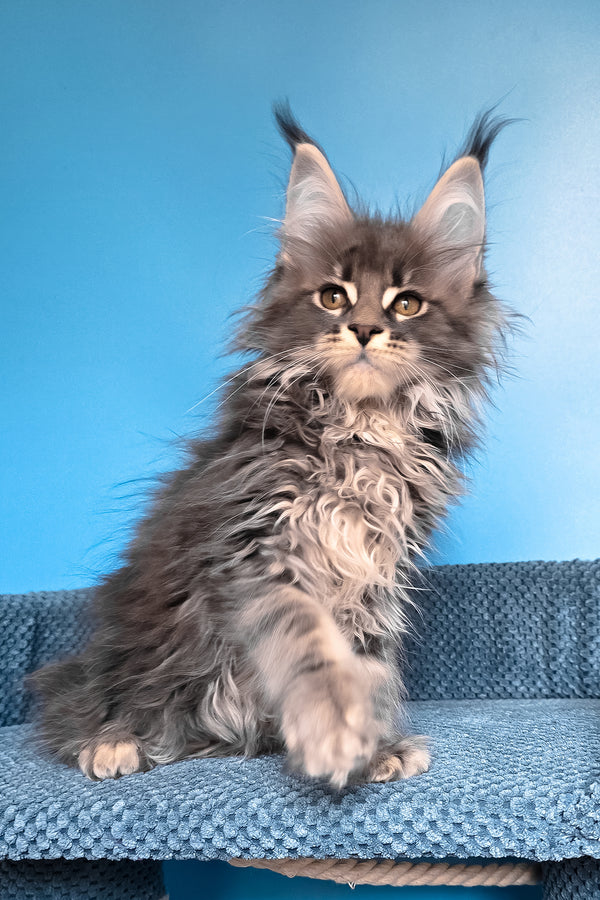 Rais | Maine Coon Kitten