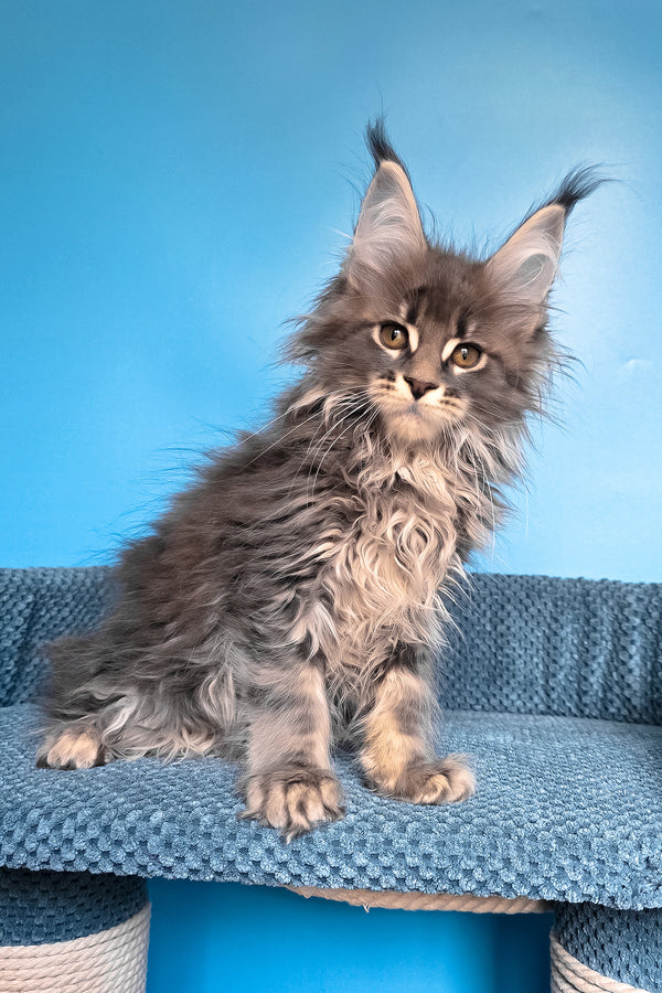 Rais | Maine Coon Kitten