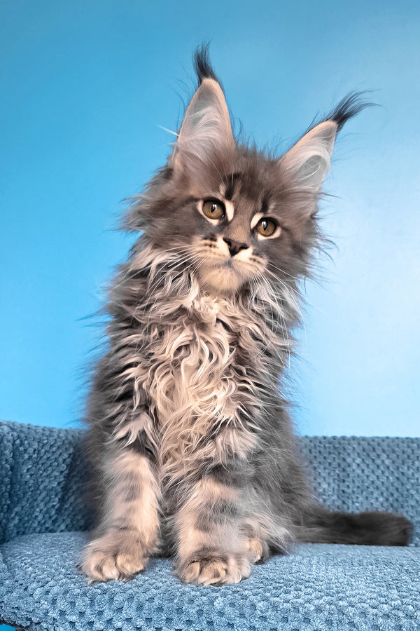 Rais | Maine Coon Kitten