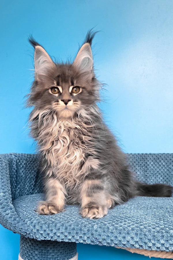 Rais | Maine Coon Kitten