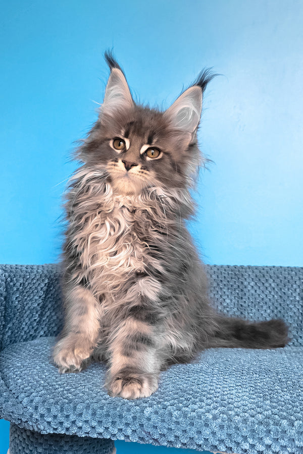 Rais | Maine Coon Kitten