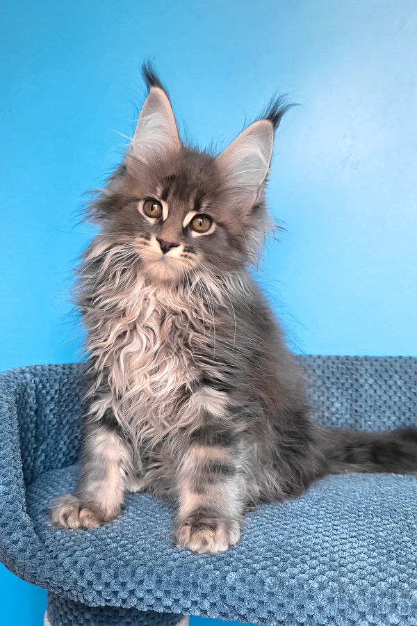 Rais | Maine Coon Kitten