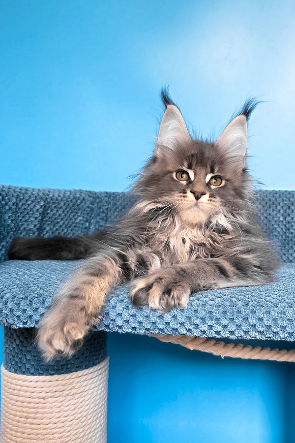 Rais | Maine Coon Kitten
