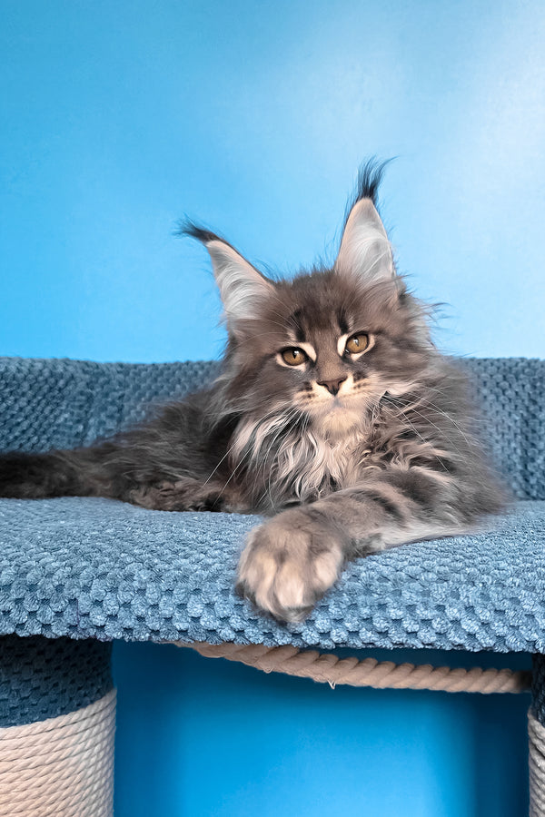 Rais | Maine Coon Kitten