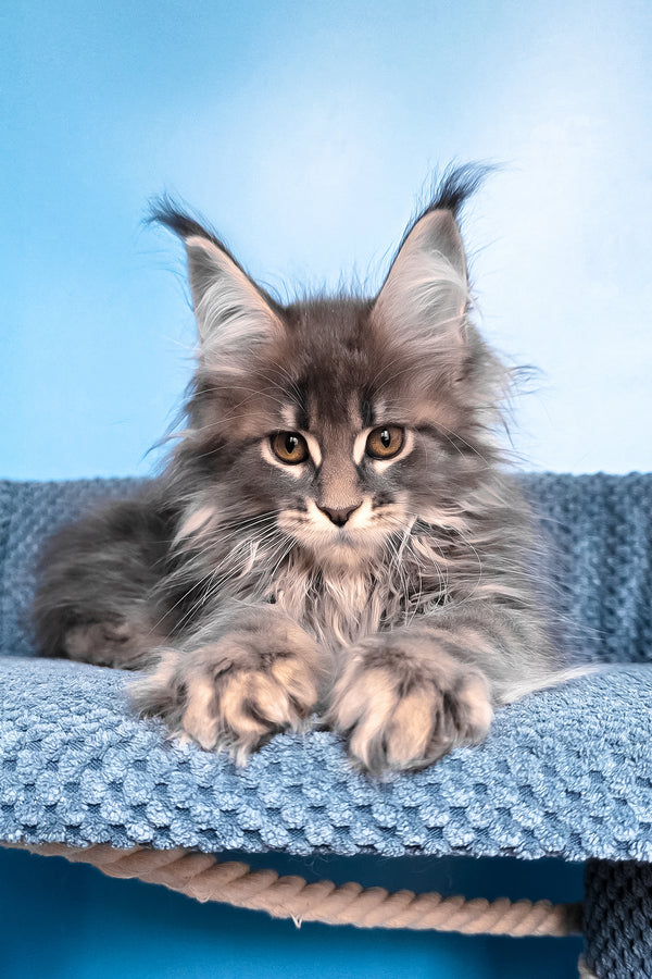Rais | Maine Coon Kitten