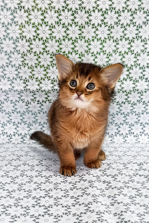 Raptor | Somali Kitten