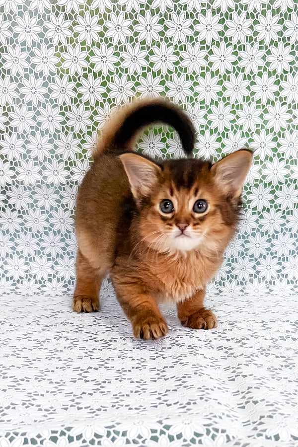 Raptor | Somali Kitten