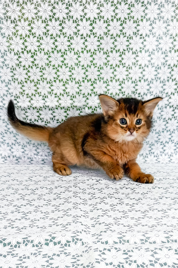 Raptor | Somali Kitten