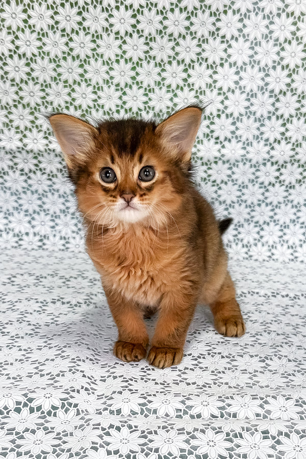 Raptor | Somali Kitten