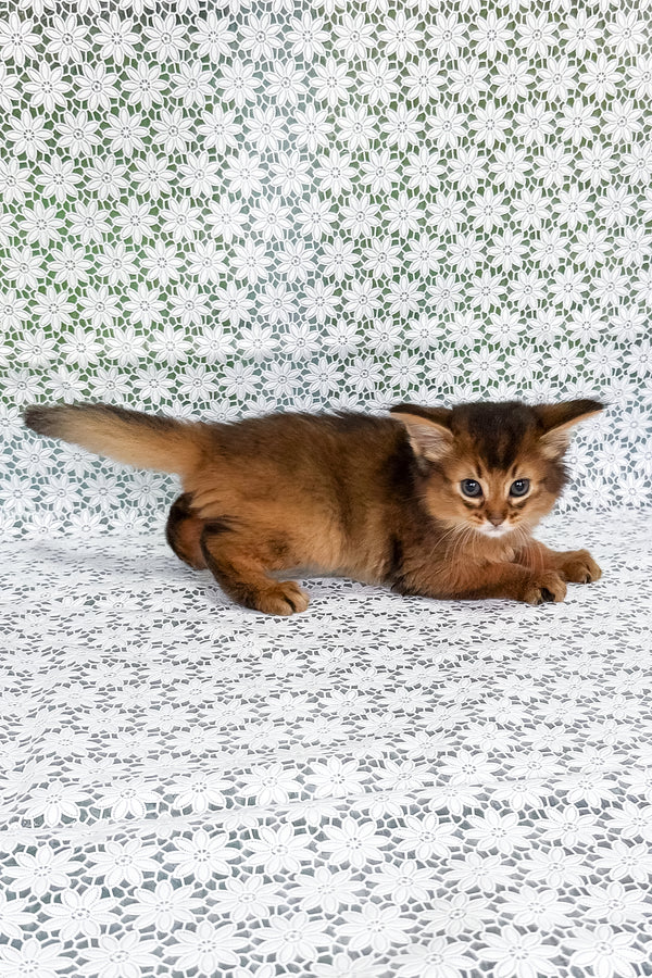 Raptor | Somali Kitten