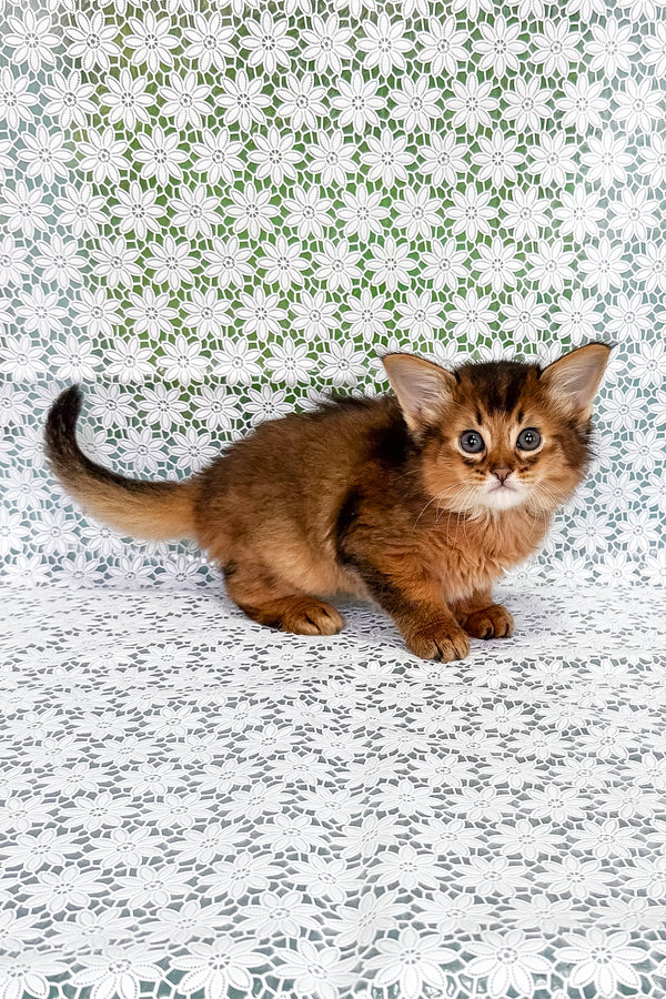 Raptor | Somali Kitten