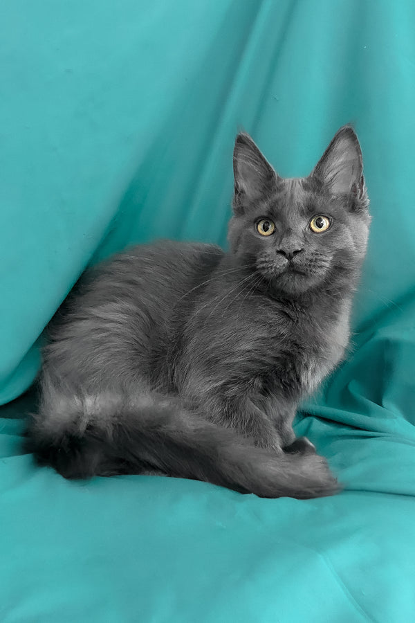 Rayanna | Maine Coon Kitten