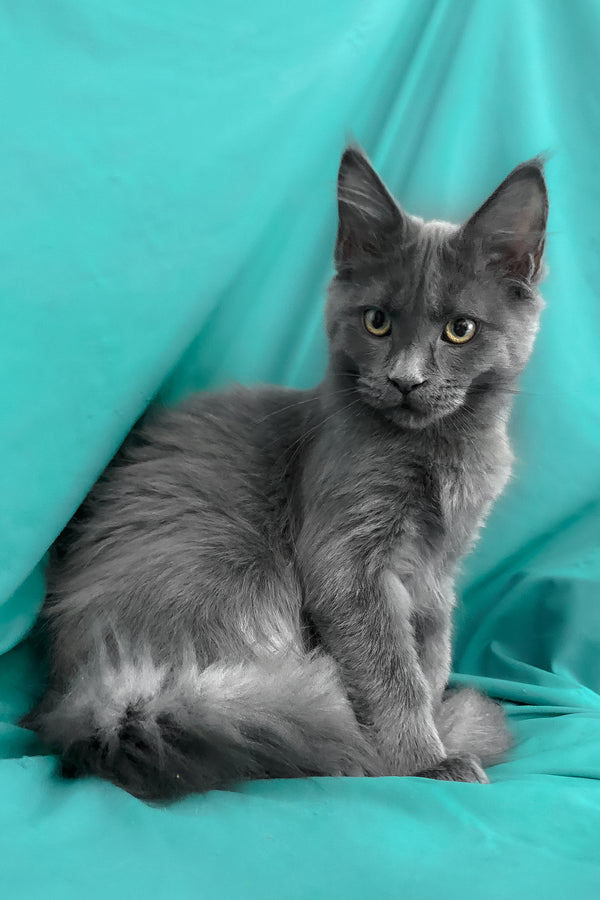 Rayanna | Maine Coon Kitten