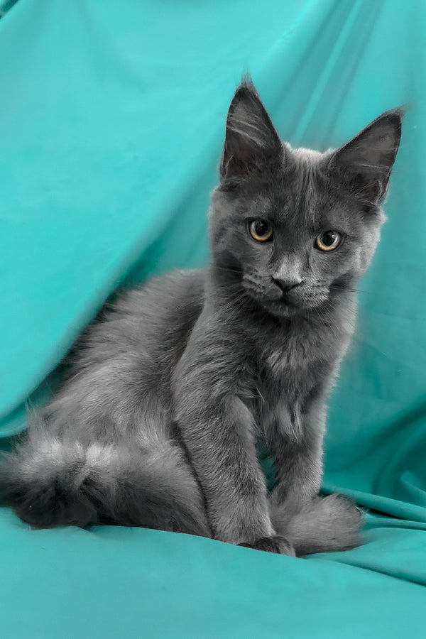 Rayanna | Maine Coon Kitten