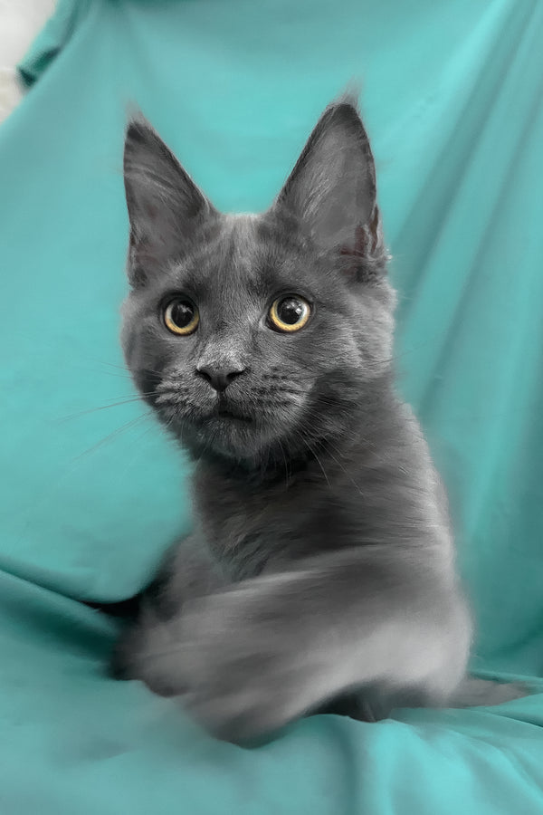 Rayanna | Maine Coon Kitten