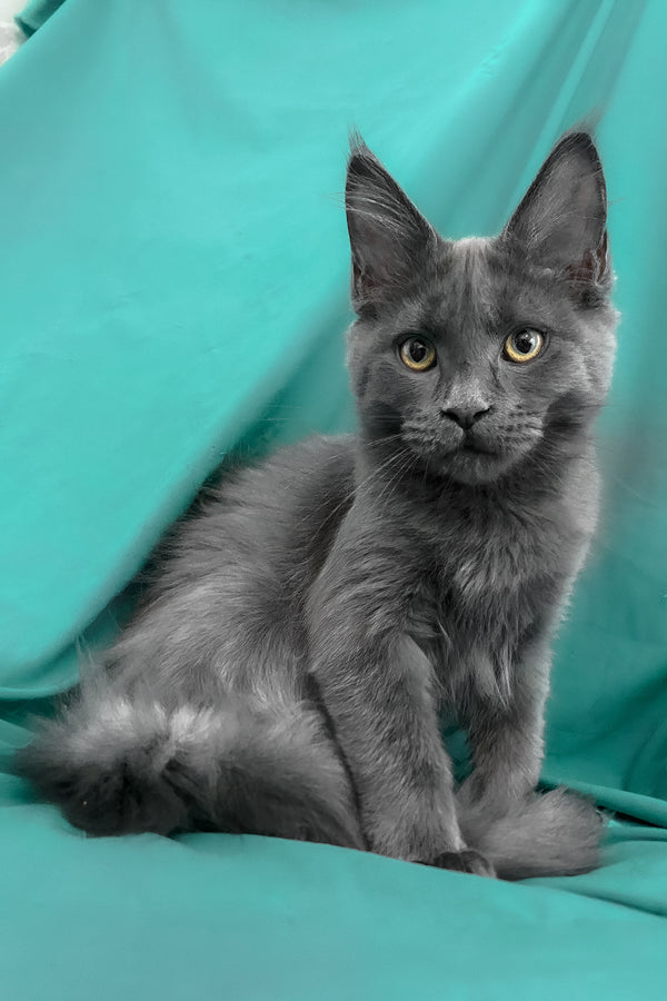 Rayanna | Maine Coon Kitten