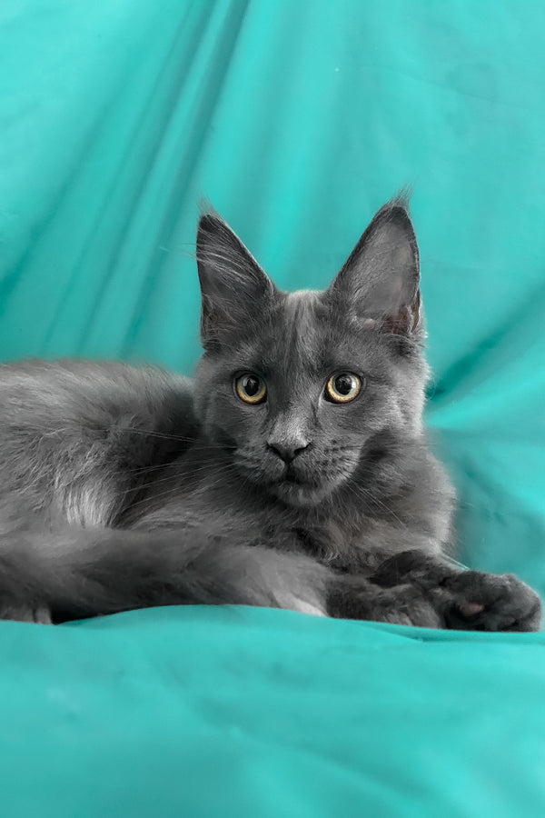 Rayanna | Maine Coon Kitten