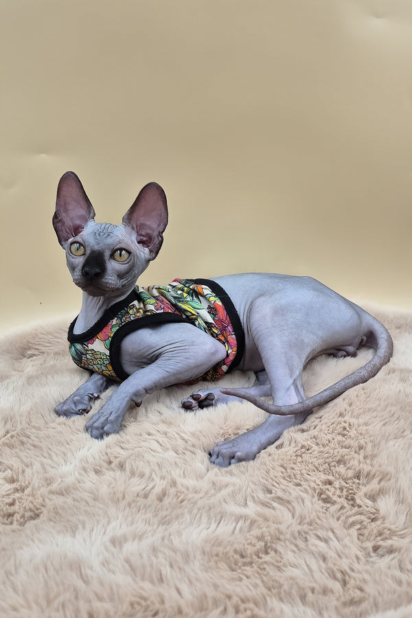 Rico | Canadian Sphynx Kitten
