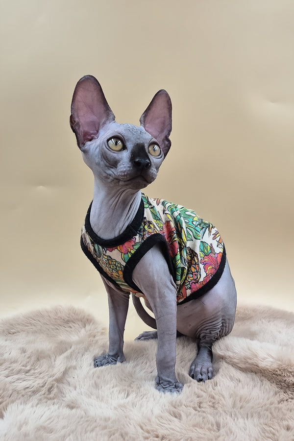 Rico | Canadian Sphynx Kitten
