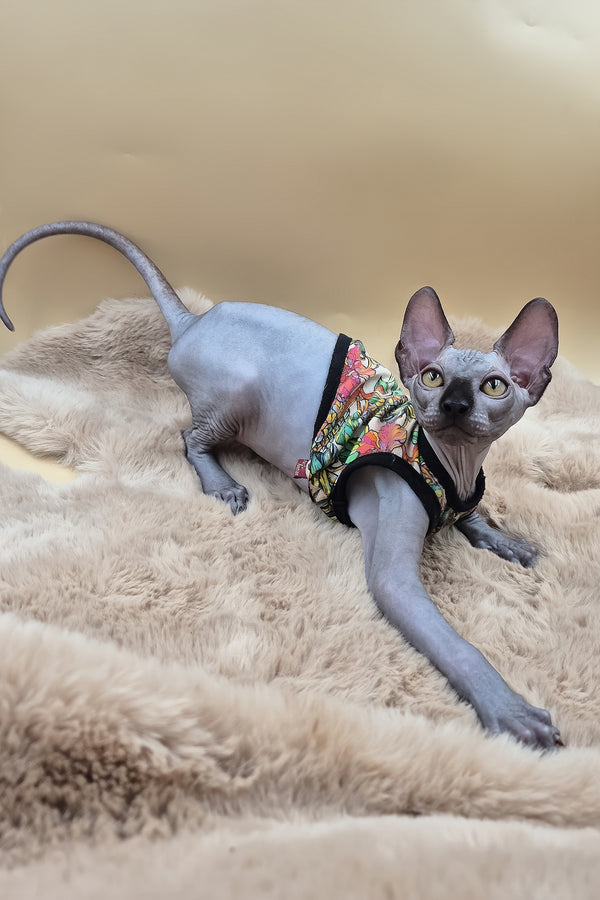 Rico | Canadian Sphynx Kitten