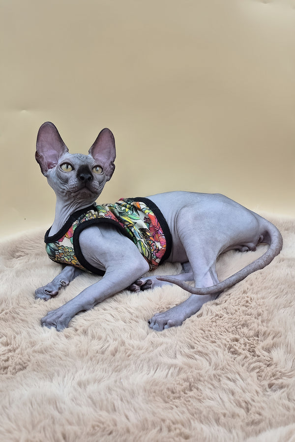 Rico | Canadian Sphynx Kitten