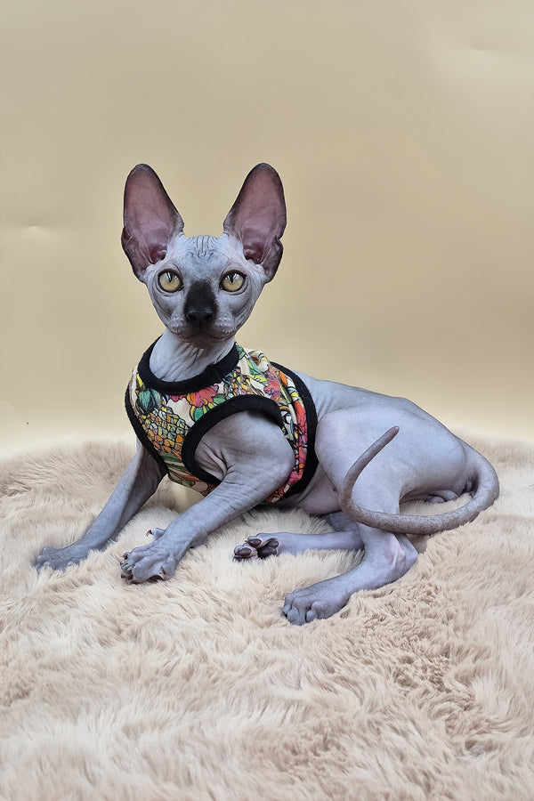 Rico | Canadian Sphynx Kitten