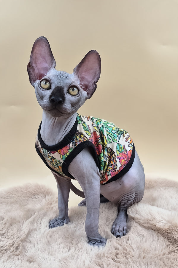 Rico | Canadian Sphynx Kitten