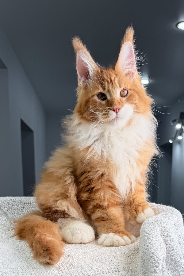 Romeo | Polydactyl Maine Coon Kitten