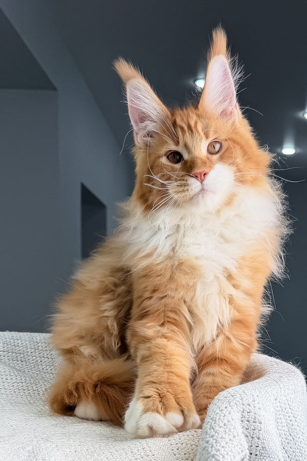 Romeo | Polydactyl Maine Coon Kitten