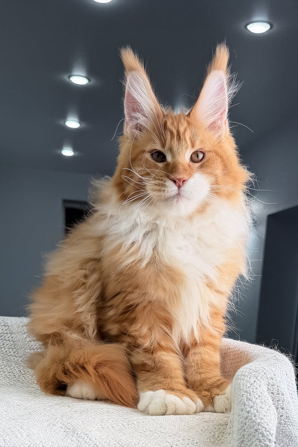 Romeo | Polydactyl Maine Coon Kitten