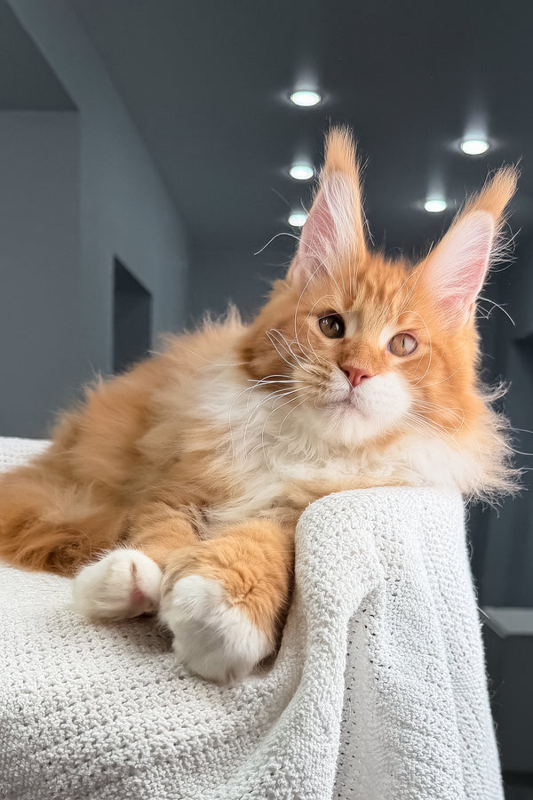 Romeo | Polydactyl Maine Coon Kitten